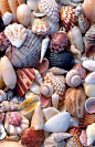 西澳大利亚丹汉姆 (Denham) 45公里处，贝壳堆积如山，蔓延整整110公里，世界最迷人的贝壳海滩之一就在这里，游客可以同时享受美丽的景色和挑选贝壳的乐趣。另一处贝壳海滩位于加勒比海的圣巴特斯岛，那里的贝壳种类繁多，色彩鲜艳。