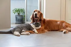 点击来源直接获取大图文件 |Golden Retrievers and British Shorthairs