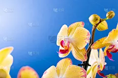 兰花花黄色绽放