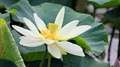 莲花特写电脑桌面壁纸