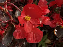 红色闪亮的秋海棠