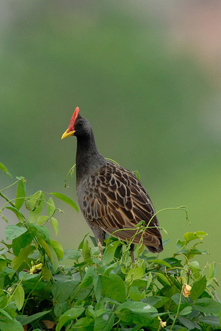 鹤形目秧鸡科董鸡属董鸡