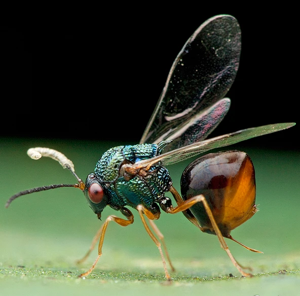 Eucharitid wasps are parasitic of many different species of ants ...