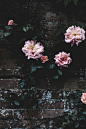 pink and red petaled flower bloom