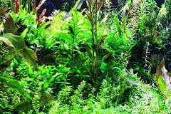AX7VA1wi采集到水底水草