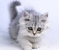 #猫咪#