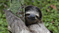 Three-toed-sloth-Costa-Rica-20161221.jpg (1366×768)
