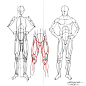 素材合集绘画专用人体解剖系列 296P 动作姿势骨架素描参考资料-淘宝网