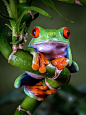 名称：红眼树蛙
外文名：Agalychnis callidryas
简介：主要分布在中美洲和南美洲的热带雨林中，一双红色的眼睛尤为突出，它们的胆子都非常的小，会利用自己的肤色躲避在树叶中，属于夜行性动物，白天睡觉，晚上出来觅食，只要是食物是合各种昆虫。