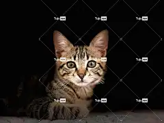 小猫 美丽的壁纸 宠物 猫科动物 动物 笔记本电脑壁纸 猫