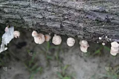 死树皮上长满了蘑菇。自然背景
