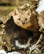 beautiful-wildlife:

Pine Marten Home by Jack Bell