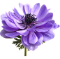 花, 银莲花, 剪出, 孤立, 春, 灯泡, 花园, 自然
