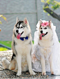 最近，越来越流行给狗狗们办婚礼。这次结婚的是两只哈士奇，别看新郎婚纱和新郎礼服都挺朴素，他们可是不折不扣的高富帅与白富美呢。下面，就由悦己宠物带领你走进这场动人的婚礼。
