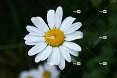 黛西 花 草甸花 花壁纸 美丽的花朵 花卉背景 性质 白