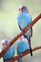 Birds Parakeets by Aric Jaye