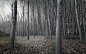 森林HDR摄影 - 壁纸（#1726393）/ Wallbase.cc