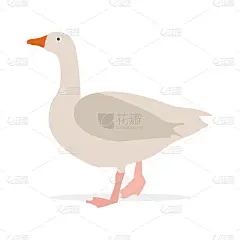家禽,农场,鹅肉,分离着色,农业,白色,有机食品,商务,自然,牲畜