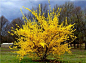 连翘 Forsythia - Light and airy and a promise that summer is right around the corner.