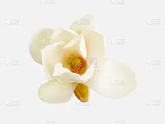 白色背景上的美丽白色的玉兰花