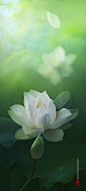 35PHOTO - duong quoc dinh - Lotus: 