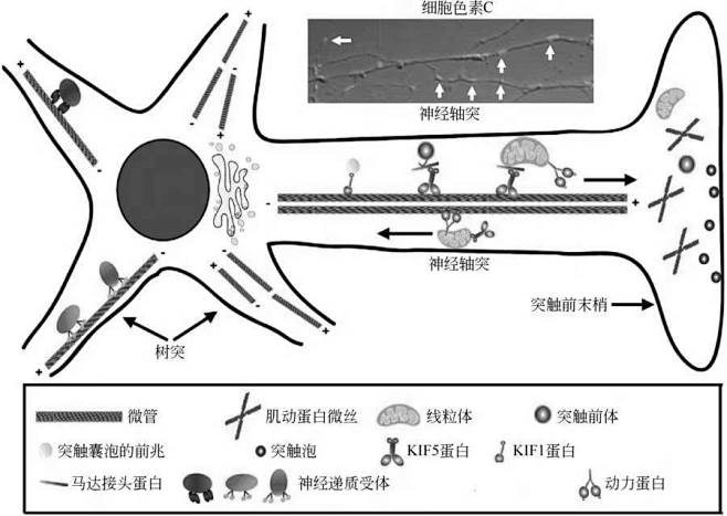 神经细胞微观解剖·微管·微丝·中间丝