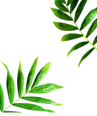 植物（花瓣、叶子。。。）