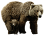 bear PNG