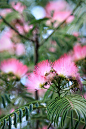 合欢树：在澳大利亚，合欢树被奉为国树．合欢花又被定为澳大利亚的国花。合欢花的花语象征永远恩爱、两两相对、是夫妻好合。