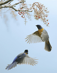 shanshan201011采集到动物