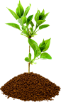 茁壮成长的小树苗PNG免抠素材 树