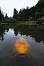 Incredible Koi at The Japanese Garden in Seattle