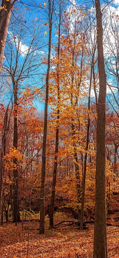 原图风景壁纸：深秋的美景-今日头条