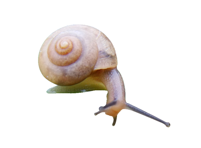蜗牛png