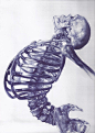 Skeleton illustration by Andrea Schillaci | Skull