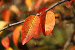 树枝上红色的秋叶