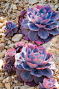 Echeveria 'Afterglow': 