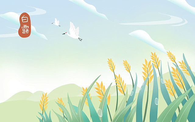 小清新稻穗白露节气原创插画海报背景