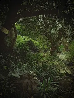 森林高清摄影素材