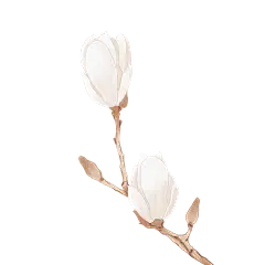 白色玉兰花插画