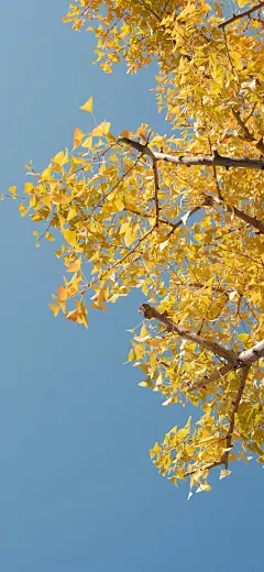 秋天 秋叶 秋色 秋日 风景 手机壁纸 背景图