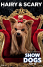 Show Dogs-5.jpg