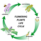 A Flowers Life Cycle At Homedecorgardenings