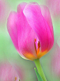 ~~The Essence of Spring! - painterly pink tulip by G.G. Leger~~