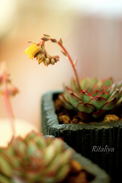 ﹄♂冷冷的冰鱼灬采集到植物