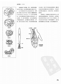 殇舞采集到艺用人体解剖