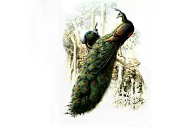 小鸟天堂壁纸 小鸟天堂壁纸 小鸟天堂图片 小鸟天堂素材 动物壁纸 动物图库 动物图片素材桌面壁纸