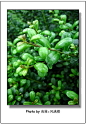 【龟甲冬青】
冬青科，冬青属 
拉丁名： Ilex crenatacv．Convexa别名：豆瓣冬青