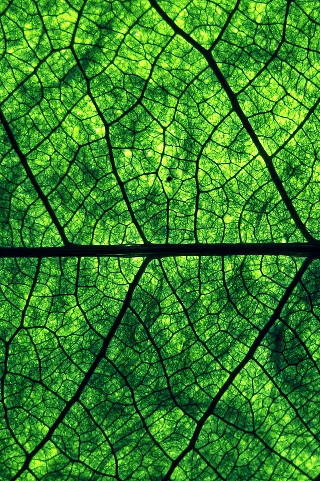 【自然艺术纹理图集下载】植物叶子材料表皮...