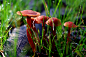 Mushrooms by Teresa Mota on 500px